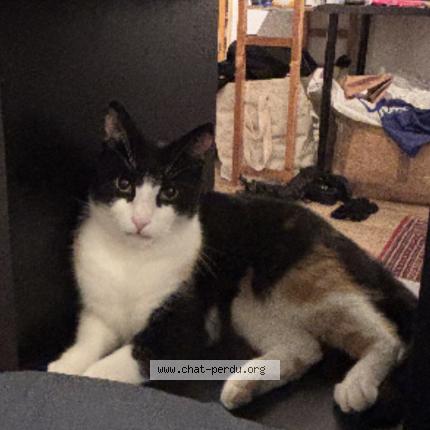 Photo 1/1 Donki Chat lost in Saint jean molenbeek