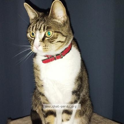 Photo 1/1 Noopi Chat lost in Montpellier