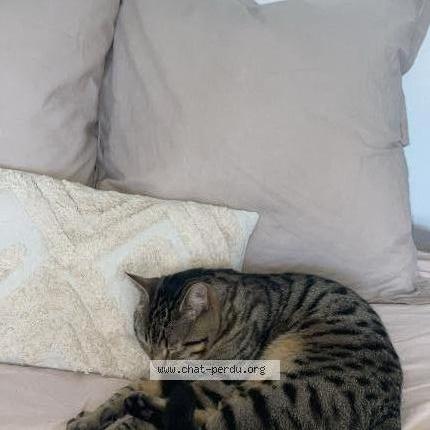 Photo 1/1 Simba Chat lost in Angers