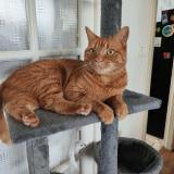 Picture of cat lost at Paris