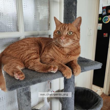 Photo 1/1 Nala Chat lost in Paris