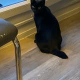 Picture of cat lost at Paris