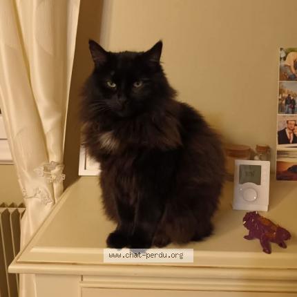 Photo 1/1 Naya Chat lost in Villers sur le roule