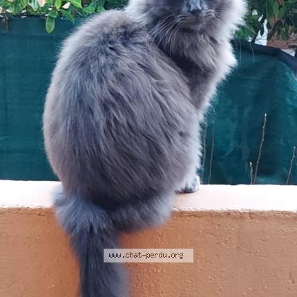 Photo 1/1 Tigris Chat lost in Marseillan