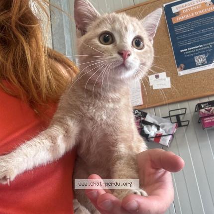 Photo 1/1 Found cat Found in Wattrelos