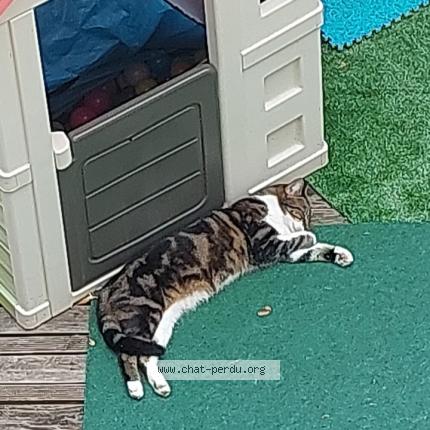 Photo 1/1 Nounoune Chat lost in Manson