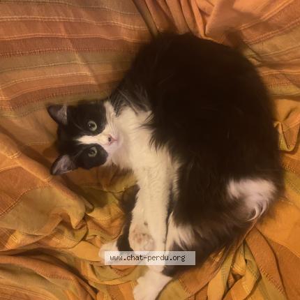 Photo 1/1 Duchesse Chat lost in Alleur