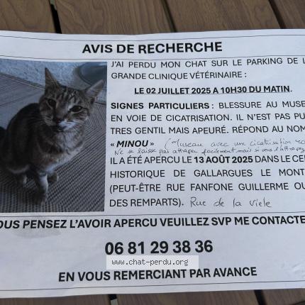 Photo 1/1 Minou Chat lost in Gallargues le montueux