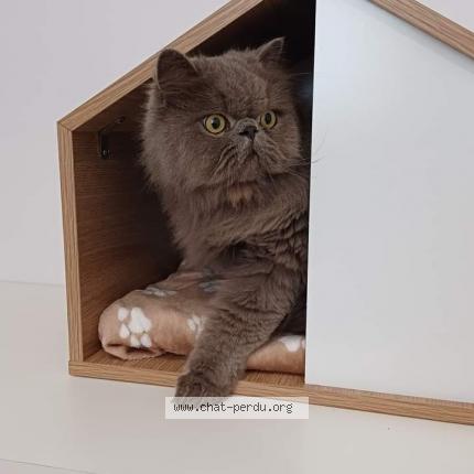 Photo 1/1 Pompom Chat lost in Saint brieuc