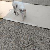 Picture of cat found at Pont Du Casse