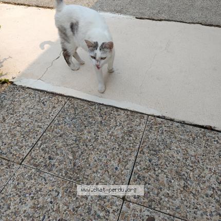 Photo 1/1 Found cat Found in Pont du casse