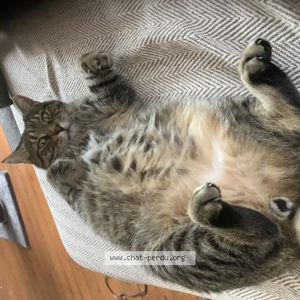 Photo 1/1 Minimi Chat lost in Febvin palfart