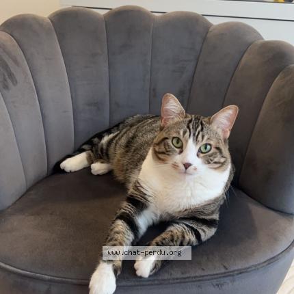 Photo 1/1 Zara Chat lost in Lyon