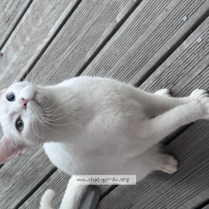 Photo 1/1 Found cat Found in Chevilly larue