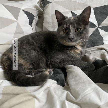 Photo 1/5 Va&iuml; Chat lost in Pesmes