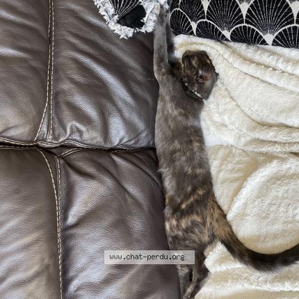 Photo 2/5 Va&iuml; Chat lost in Pesmes