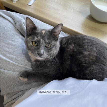 Photo 3/5 Vaï Chat lost in Pesmes