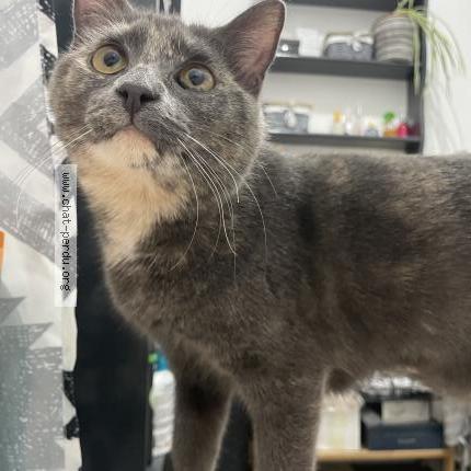 Photo 4/5 Vaï Chat lost in Pesmes