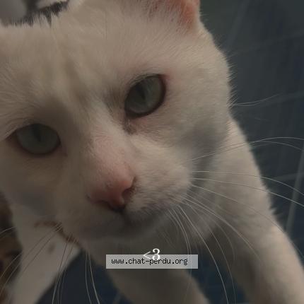 Photo 1/1 Pixel Chat lost in Aubiere