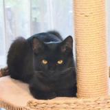 Picture of cat lost at Molenbeek 6 Bruxelles