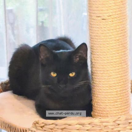 Photo 1/1 ALFONSE Chat lost in Molenbeek 6 bruxelles