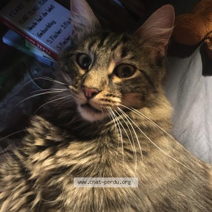 Photo 1/1 Bébé doudoune Chat lost in Saint auban