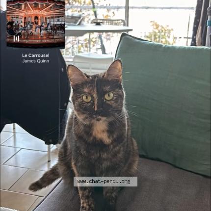 Photo 1/1 Zola Chat lost in Toulouse