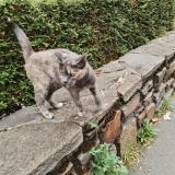 Picture of cat found at Nantes