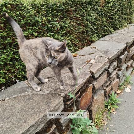 Photo 1/1 Found cat Found in Nantes