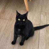 Picture of cat lost at Wemmel