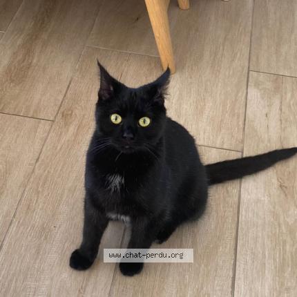 Photo 1/1 Pablo Chat lost in Wemmel