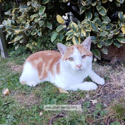 Photo 1/1 Found cat Found in Envronville