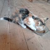 Picture of cat found at Le Claux