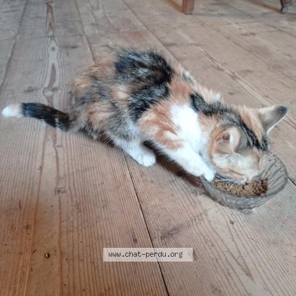 Photo 1/1 Found cat Found in Le claux