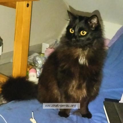Foto van vermiste kat in Mont Sur Marchienne
