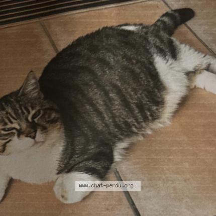 Photo 1/1 Myrtille Chat lost in Montauroux