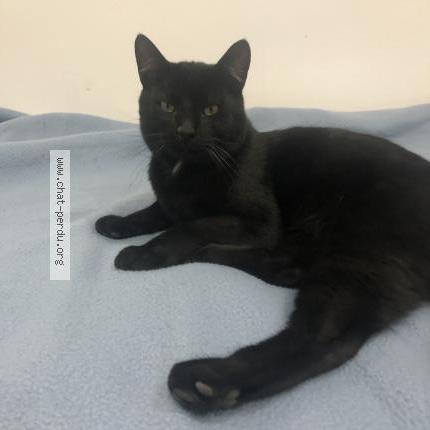 Photo 1/1 Karl ouche Chat lost in Marseille