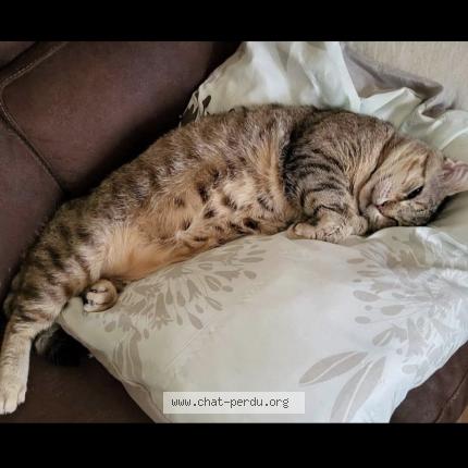 Photo 1/1 Grunchi Chat lost in Anderlecht