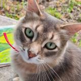 Picture of cat lost at Aubeterre Sur Dronne