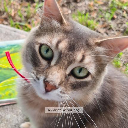 Photo 1/2 Cornelius Chat lost in Aubeterre sur dronne