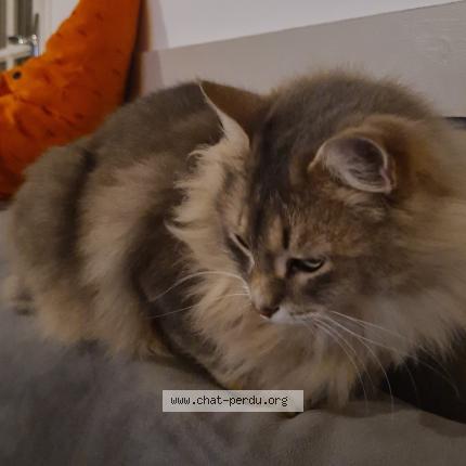 Photo 2/2 Cornelius Chat lost in Aubeterre sur dronne