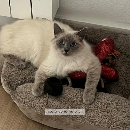 Photo 1/1 Shiva Chat lost in Biarritz