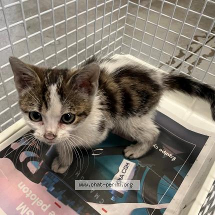 Photo 1/1 Found cat Found in Tourcoing