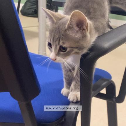 Photo 1/1 stella Chat lost in Cuincy