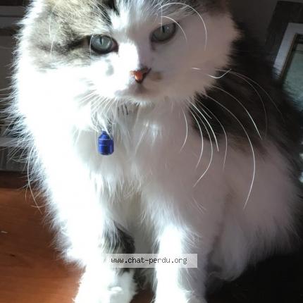 Photo 1/1 Plume Chat lost in Bondy