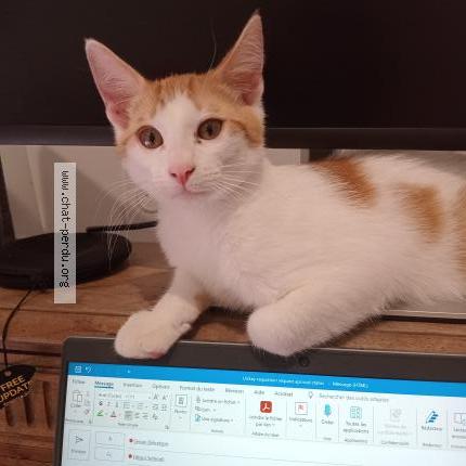 Photo 1/1 KNOUNA Chat lost in Claix