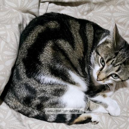 Photo 1/1 Pupuce Chat lost in Roubaix