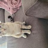 Picture of cat found at Poisy