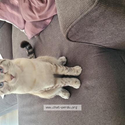 Photo 1/1 Found cat Found in Poisy