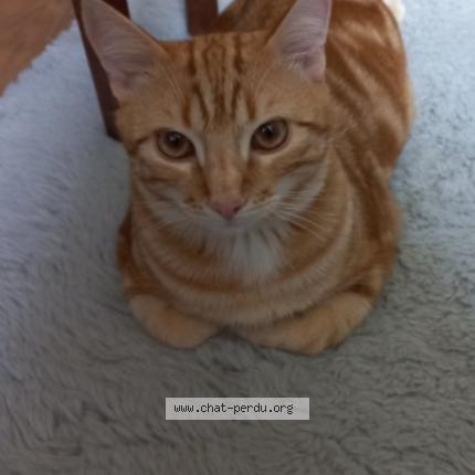 Photo 1/1 B&eacute;n&eacute;dicte Bayard Chat lost in Laneuvilleroy